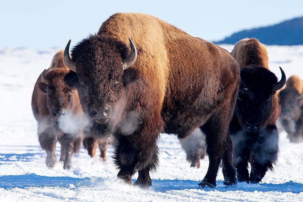 buffalo-greater-yellowstone-bison